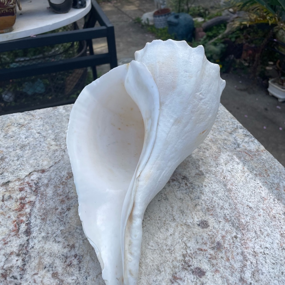 Sea shell 11x6” huge very beautiful